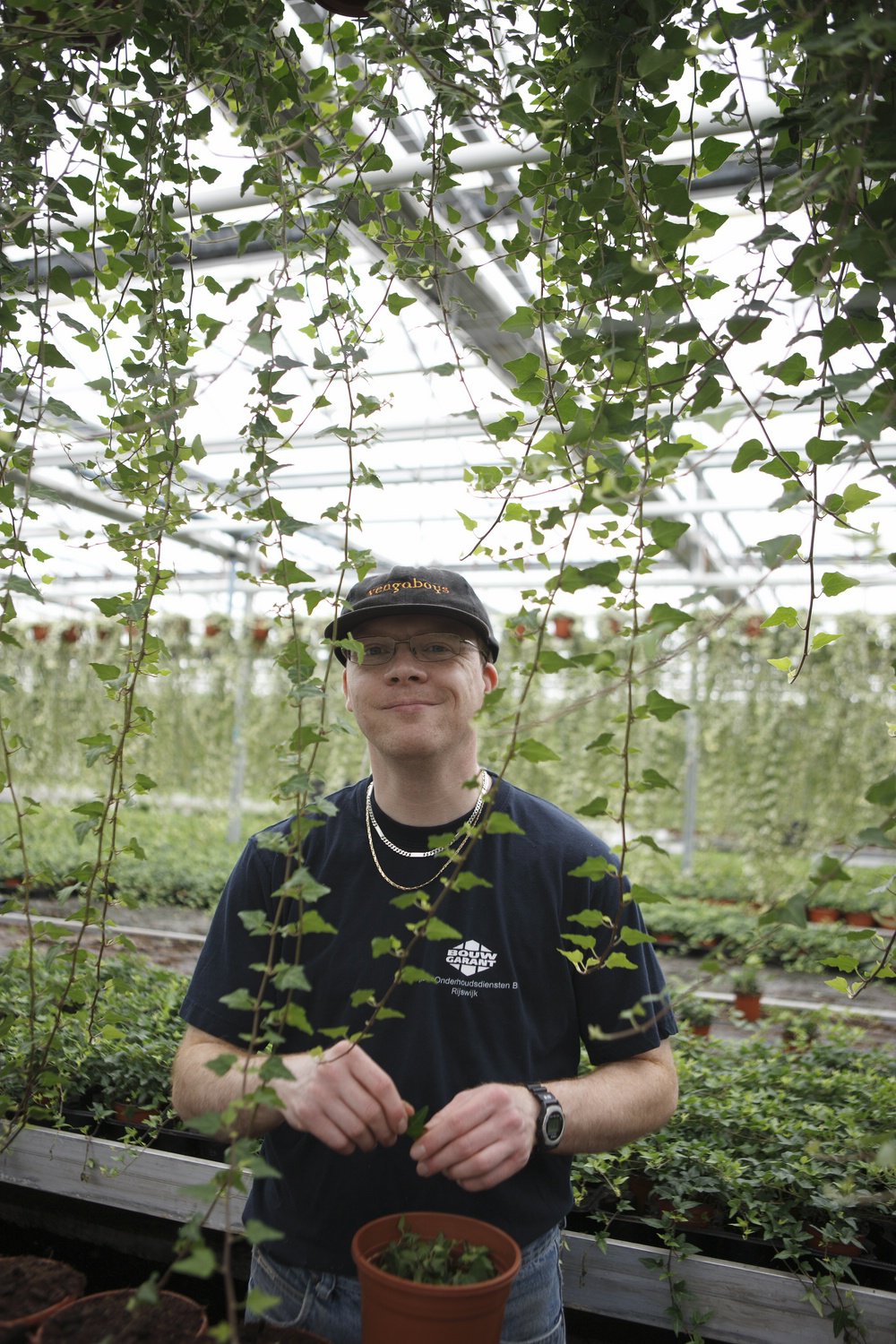 Medewerker aan het werk in een kas, bezig met het oppotten en verzorgen van planten.